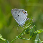 Short-tailed blue