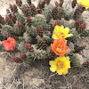 Plains Prickly Pear Cactus