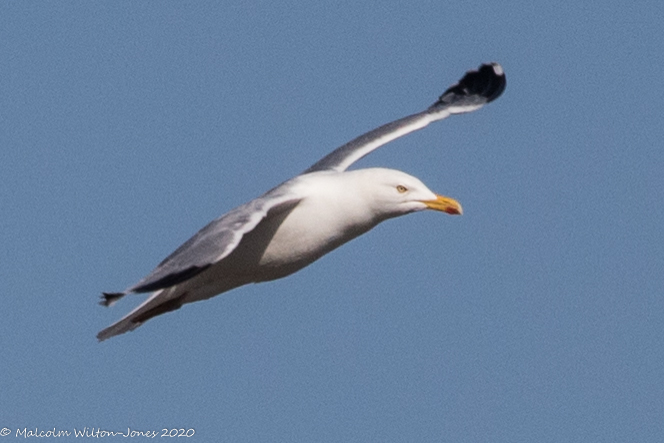 Herring Gull