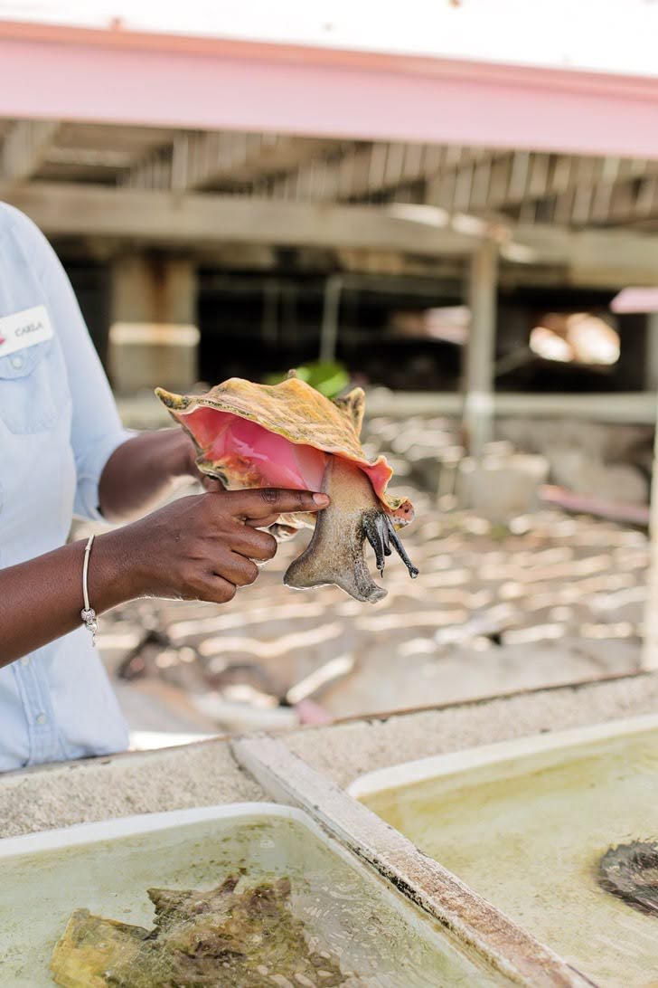 Providenciales Turks and Caicos Conch Farm - Only One in the World!