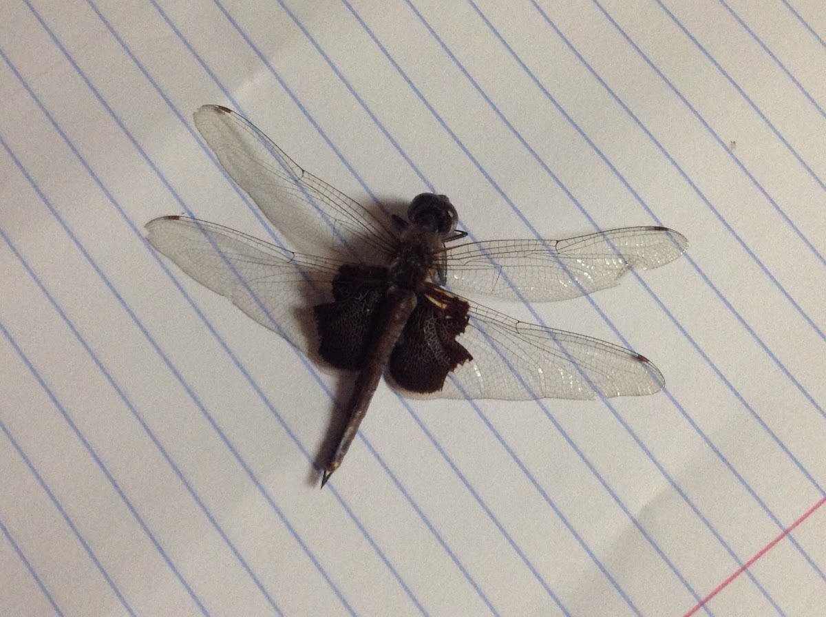 Carolina Saddlebags