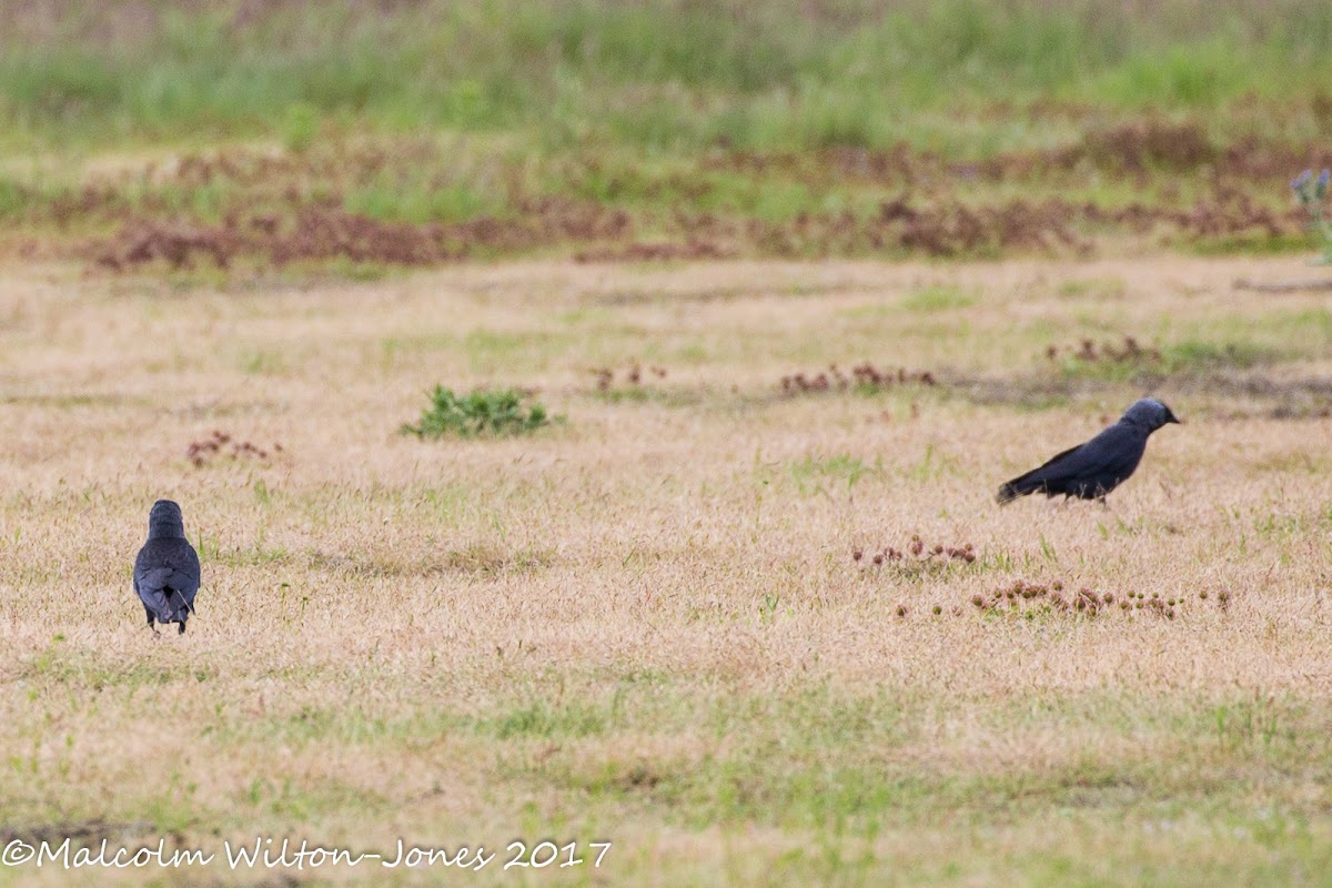 Jackdaw