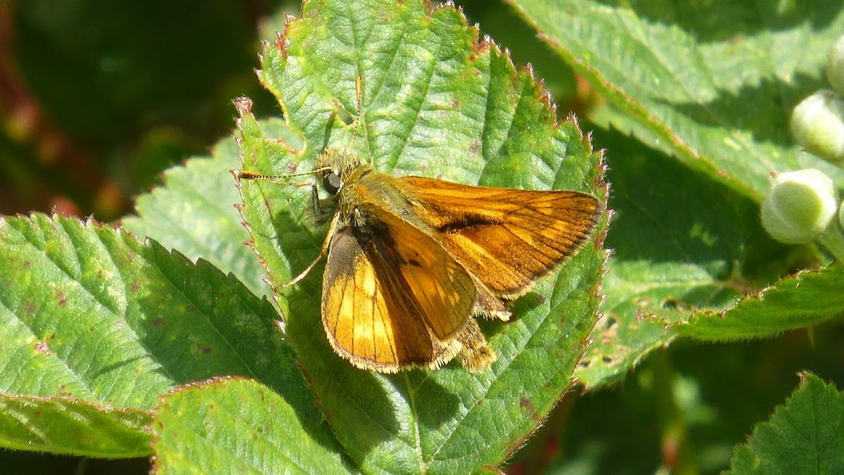 Large Skipper