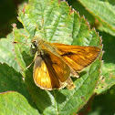 Large Skipper