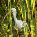 White Ibis