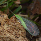 Lacewing