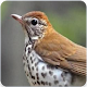 Download Veery Thrush Bird Song : Singing Veery Thrush Song For PC Windows and Mac 1.1.0