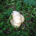 Seminole Squash