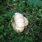 Seminole Squash