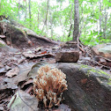 Coral fungi