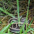 Common Garter Snake