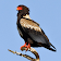 Birds of Prey Sounds Free icon