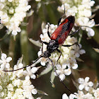 Longhorn Beetle