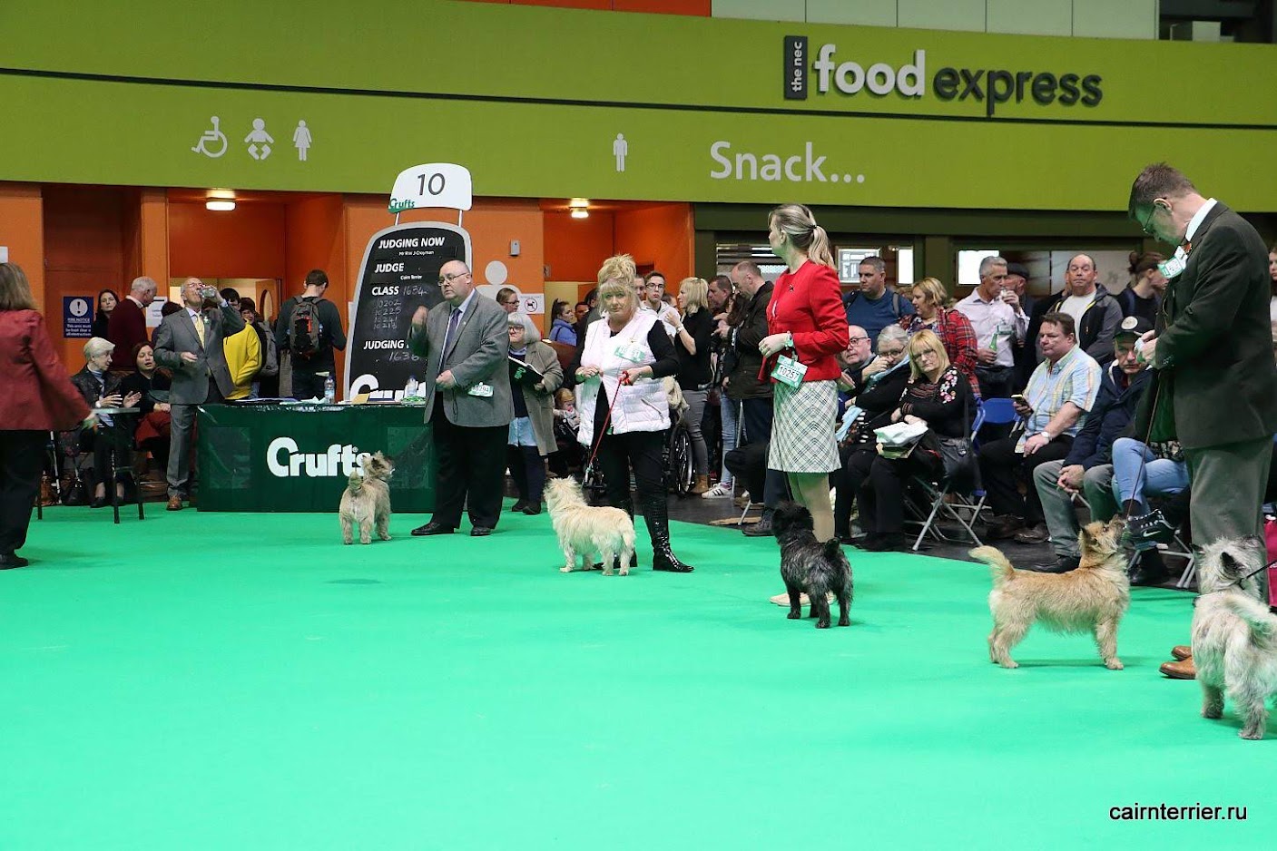 Фото керн терьера питомника Еливс с хендлером в ринге выставки Crufts 2019 года