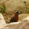 Varied Bunting