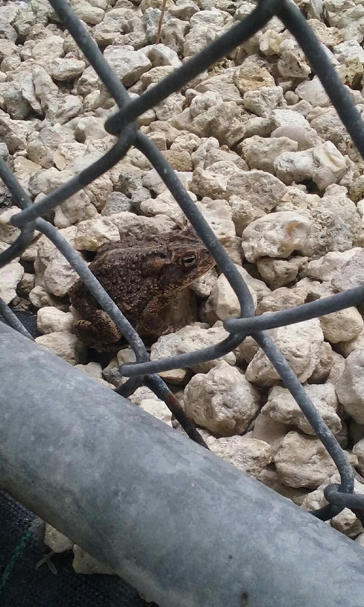 Southern toad