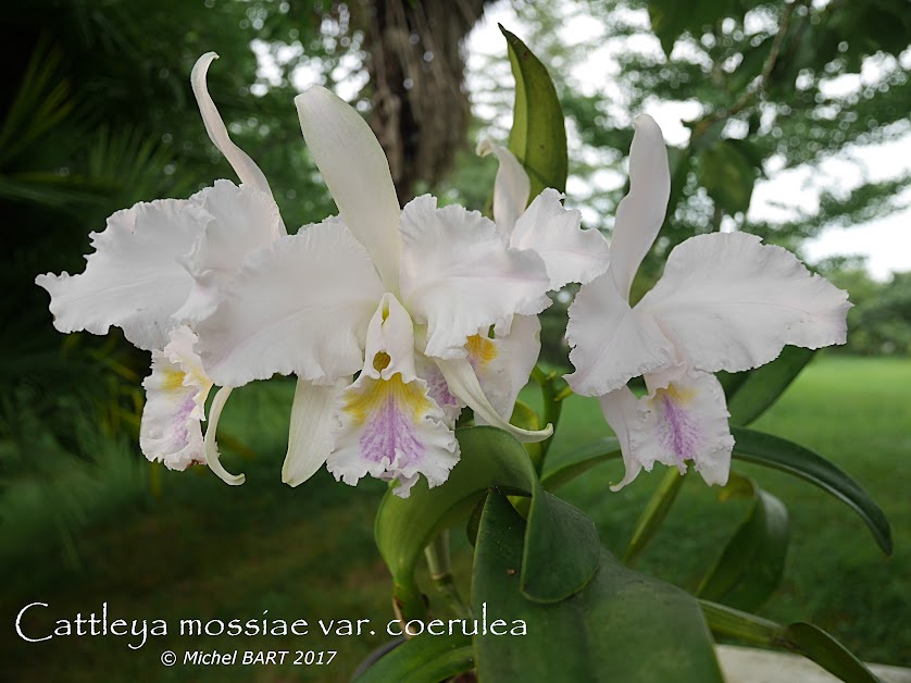 Cattleya mossiae var. coerulea PHh-HS6B3B6WMely8ovYhhXe9tOBSkLcIwF8j8YXP2E5V71w_I9hfoG77miFNdx5V-nVvLbTGXx3kzDE4UbF75RutpgdRYxOxRclXN8Z35zO7SKq_nqSMUc0Oty6jw7_H0PUzB_diyN5WEdzqxvlSQWP-hNJl6JAMBz1JUX9VYxjtmAuGyvhhT6iBmPSgd2aioA7kf_cWFqfzJKJ8CGqL7rCMnRRy0pMsbodM9LQx6qqgUXQucVsRBDIFiqhW2GpVkFTWIOYPTI1aQMpfXD9jDBf0QIXxnklS4vHU-RxMhnPEjrxYkdNGhH5Qamfb94TOmUygaUv9lPYf3sstM1TUtJla1UEsLYMqdyRZ9S_GQzSW-qI2rQJJEItWqhGymEh2i_Xby9h4ANus9skBUTBAZ-VjPZlVGlnnFd_l_hYvp0XsigC8kpmdtokMThqNcsmRsvJV8YUXIVwoE2VD1aNlqxwxzoY_UQOjJliktYrfeEriV9GCaKOARaZf2EjHAVeTPhcJlk75uA_Dcf13vp5VhAJhTzEeKiwikbt0b3MUJXAaW8yMqnEq1hMm9Yt3zsuoXxp_JPQSoD2VT5vdH-UbP6pbtrnhZ_XSq3qC8dV2EJcLvaipQi0=w838-h628-no