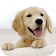 Labrador Live Wallpapers icon