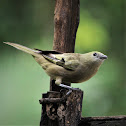 Palm Tanager