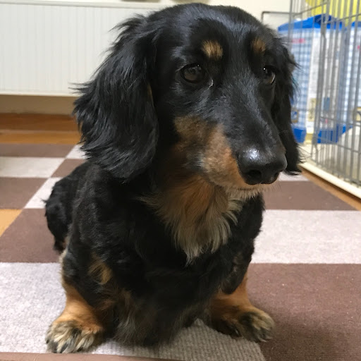 Hornetのプロフィール画像