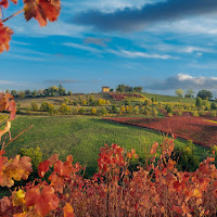 La casetta tra le vigne di 