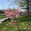 Japanese cherry blossom