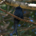 Black Drongo