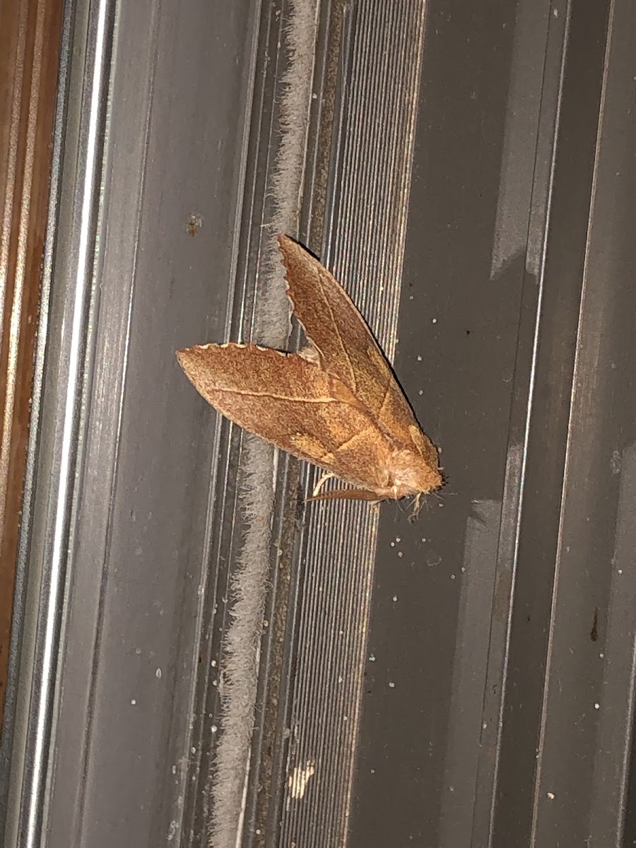 White-dotted Prominent