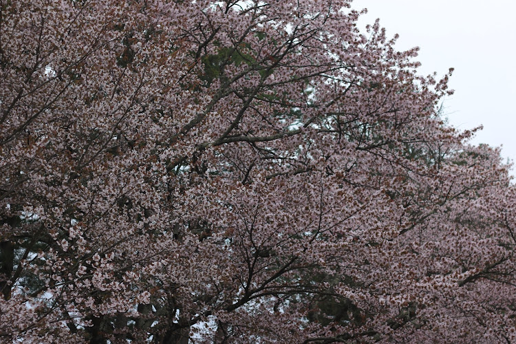 ミラTR-XXの5月もよろしくお願いします・サクラと愛車・二十間道路桜並木に関するカスタム事例の投稿画像2枚目