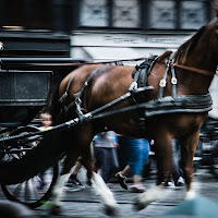 Voglia di viaggiare bestiale di 