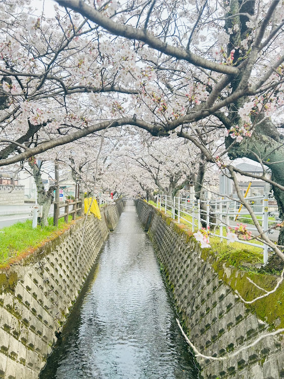 アルトワークスの4月もよろしくお願い致します🌸・桜コラボ・桜・サクラと愛車・春ですねに関するカスタム事例の投稿画像8枚目