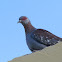 Speckled pigeon