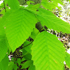 American Beech