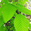 American Beech