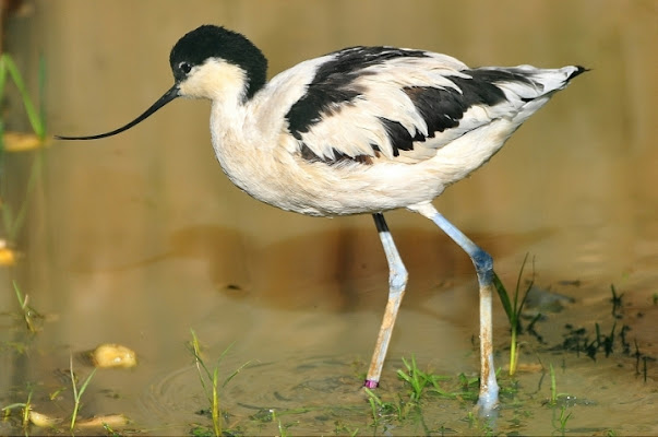 AVOCETTA di nobiwan