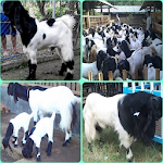 Cover Image of 下载 etawa goat cultivation 1.0 APK
