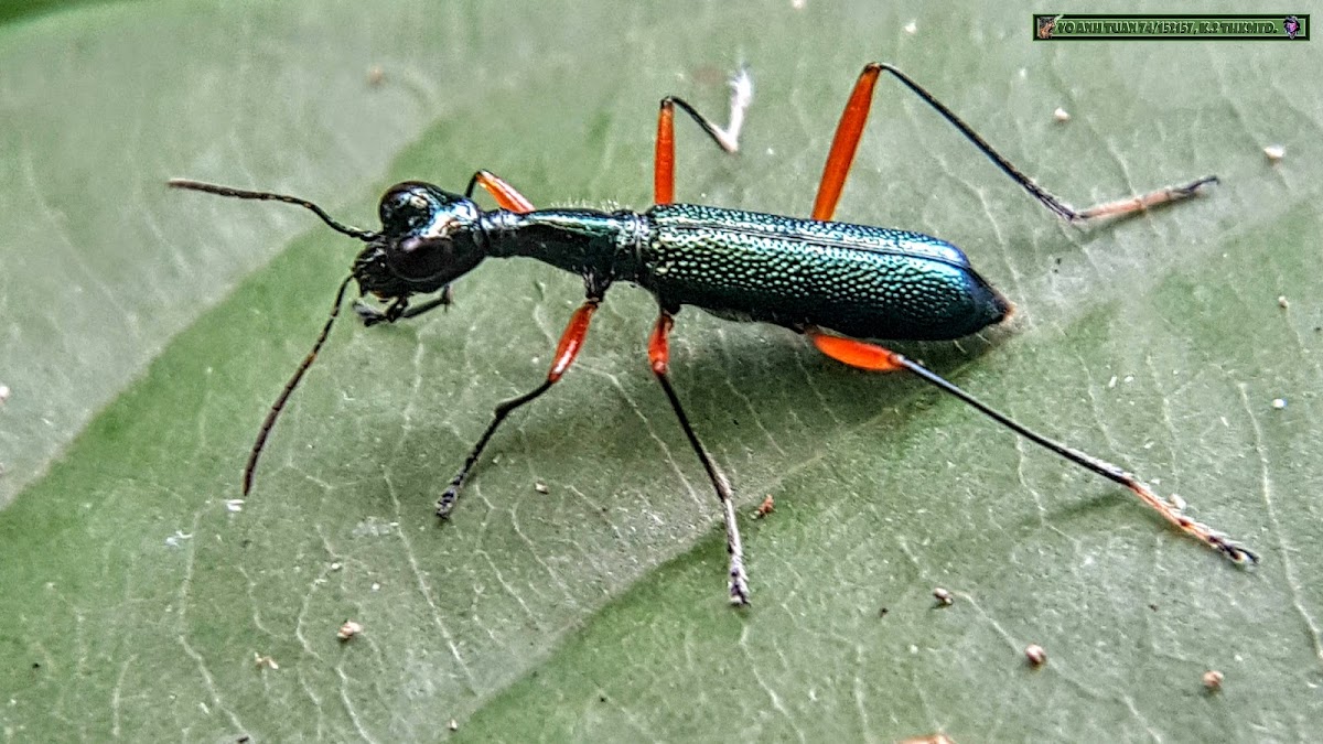 Elongated Tiger Beetle