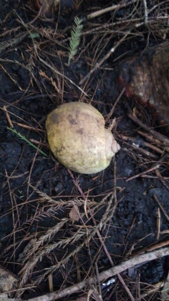 Island Apple Snail