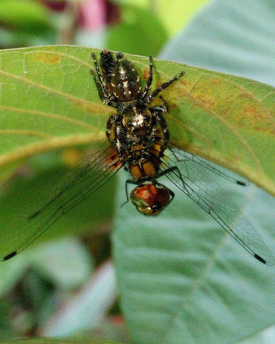 Small Jumping Spider devouring a Globe Skimmer Dragonfly