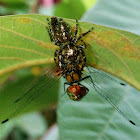 Small Jumping Spider devouring a Globe Skimmer Dragonfly