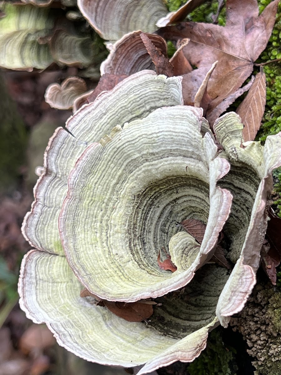 Bracket Fungi