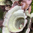 Bracket Fungi