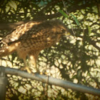 Red-shouldered Hawk - juvenile