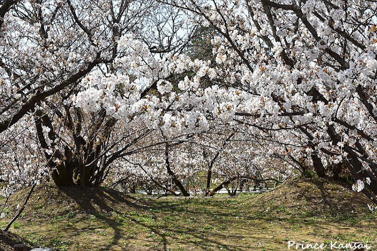 ステップワゴンのお花見シーズン・愛車と桜・御室桜・仁和寺御室桜・京都 仁和寺に関するカスタム事例の投稿画像2枚目