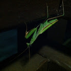 Praying mantis