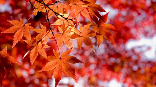 Leaves Live Wallpaper