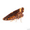 Achilid Planthopper