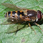 Hairy-eyed syrphus