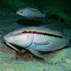 Dash-and-dot goatfish