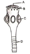 Phylum IV. Platyhelminthes - The Flatworms